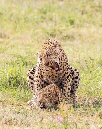 15Frederik Aucamp Xivonekele And Female Mating Leopards 24 01 19 1 Final 15Frederik Aucamp Xivonekele And Female Mating Leopards 24 01 19 1 Final