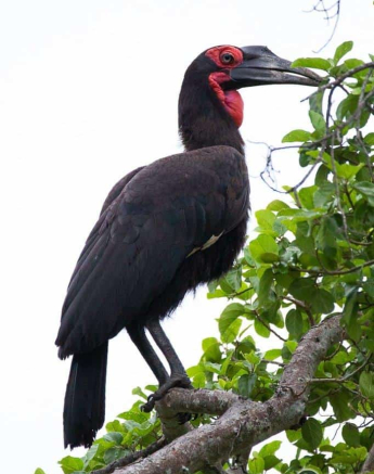 10Louise Murray Southern Ground Hornbill 04022019 Final 10Louise Murray Southern Ground Hornbill 04022019 Final