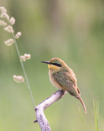 14Frederik Aucamp Little Bee Eater 24 01 19 Final 14Frederik Aucamp Little Bee Eater 24 01 19 Final