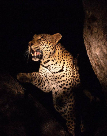 15Frederik Aucamp White Dam Male Leopard 14 03 2019 Final 15Frederik Aucamp White Dam Male Leopard 14 03 2019 Final