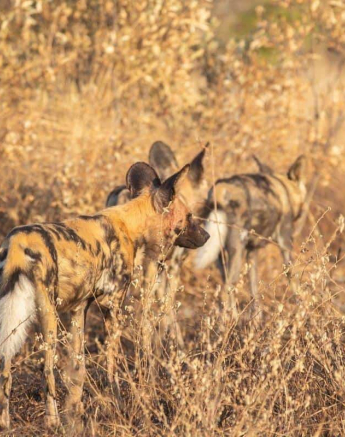 02Frederik Aucamp Wild Dogs And Elephant 16 06 2019 2 Final 02Frederik Aucamp Wild Dogs And Elephant 16 06 2019 2 Final