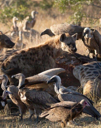 06Louise Murray Giraffe Kill 23062019 5 Final 06Louise Murray Giraffe Kill 23062019 5 Final