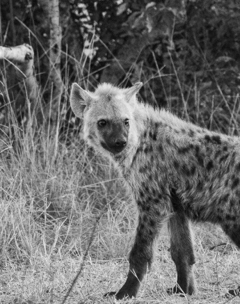 31Louise Murray Giraffe Kill 24062019 11 Final 31Louise Murray Giraffe Kill 24062019 11 Final