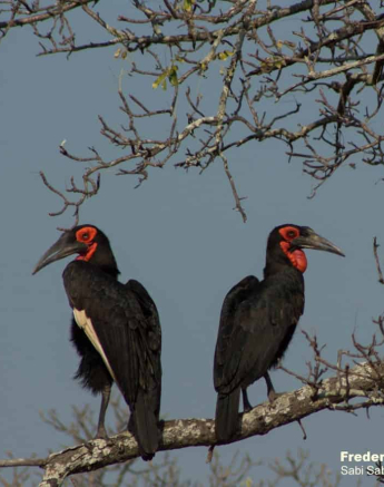 03Frederik Aucamp Southern Ground Hornbill Final 03Frederik Aucamp Southern Ground Hornbill Final