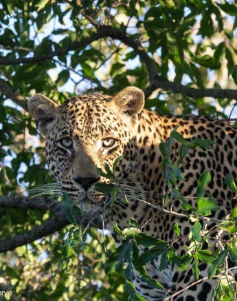 08Greg Heasman Nweti 02062020 1 Final