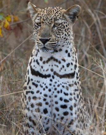 09Greg Heasman Msutlu 09072020 2 Final