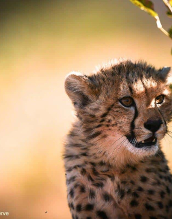 52Ally Ross 20200714 Cheetah Cubs 02  Final