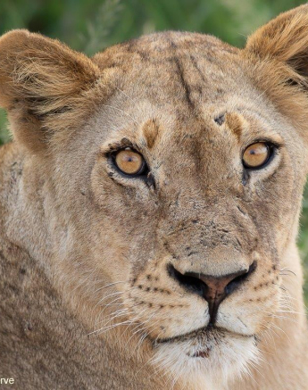 17Tyron Van Der Walt Kambula 020321 2 Final