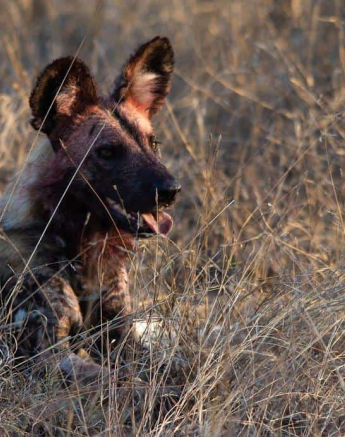 41Kerry Lee Roberg Wild Dogs 031118.3 Final 41Kerry Lee Roberg Wild Dogs 031118.3 Final