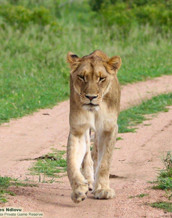 12andries Ndlovu Lionesses Southern Pride 12.1.20 2 Final 12andries Ndlovu Lionesses Southern Pride 12.1.20 2 Final