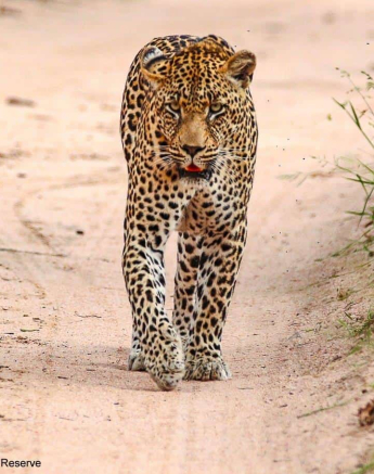 05andries Ndlovu Leopard Nweti Male 23.1.20 2 Final 05andries Ndlovu Leopard Nweti Male 23.1.20 2 Final