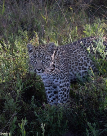 A02Jason Street Ntsumi Cub 160822 2. Final A02Jason Street Ntsumi Cub 160822 2. Final