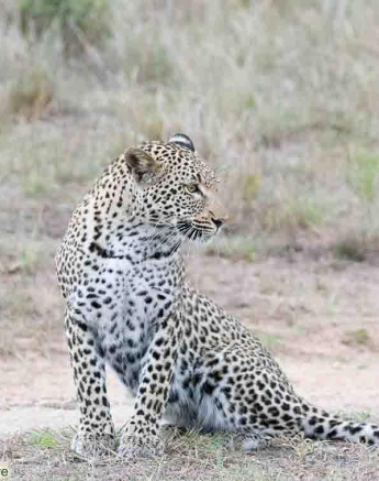 A09ronald Mutero Keegelia And Cub 16122022 4 Final