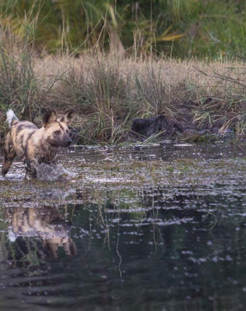 05Kosie Lategan Wild Dog Blog 4 05Kosie Lategan Wild Dog Blog 4