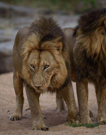 11Mike Palmer Lions 010116 5