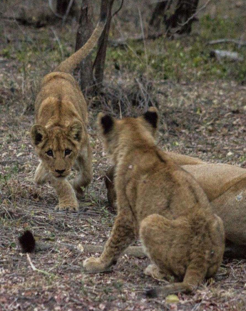 28Tayla McCurdy Lion Cubs 12 June 16 3 28Tayla McCurdy Lion Cubs 12 June 16 3