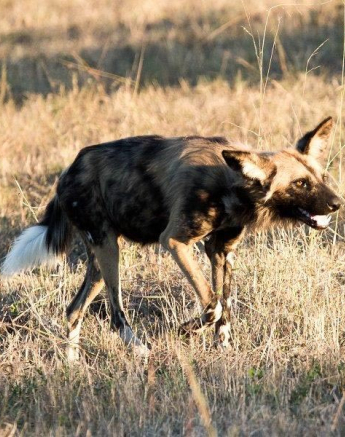 33Kevan Dobbie W Dog May17 01 Final