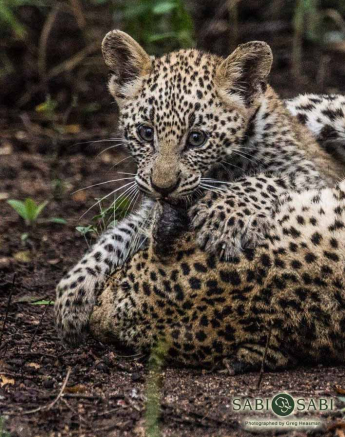 38Greg Heasman Female Leopard Cub Little Bush Female 01 04 18 01 Final 38Greg Heasman Female Leopard Cub Little Bush Female 01 04 18 01 Final