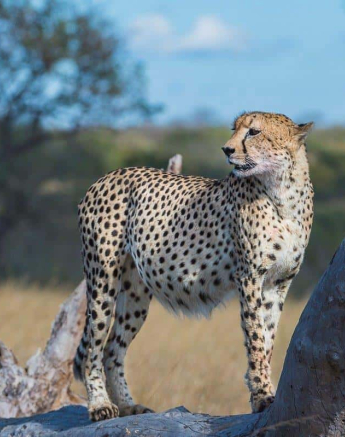04Terry Ennever Cheetah 201866 1 Final 04Terry Ennever Cheetah 201866 1 Final