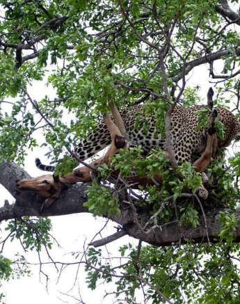 09Kevin Van Der Linde Msuthlu 18102018 3 Final