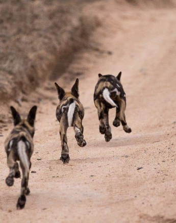 36Frederik Aucamp Wild Dogs 02 11 2018 1 Final 36Frederik Aucamp Wild Dogs 02 11 2018 1 Final