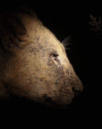 18 20190501 Ally Ross Styx Lion 01 Final 18 20190501 Ally Ross Styx Lion 01 Final