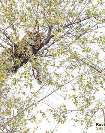 06Kevin Van Der Linde Scotia And Cub 30102019 Final 06Kevin Van Der Linde Scotia And Cub 30102019 Final