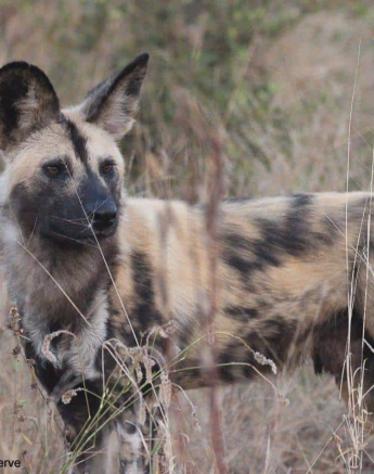 29Louise Murray Wildogs 01062020 2 Final