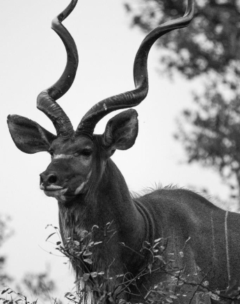 56Greg Heasman Kudu 06042020 BW 2 Final 56Greg Heasman Kudu 06042020 BW 2 Final