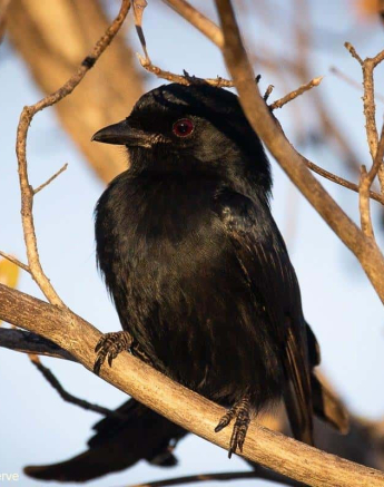 02Lousie Murray Drongo 02082020 Final