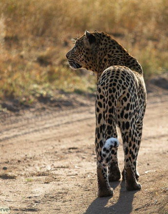 09Amy Leigh Leopard White Dam 1 050521 Final