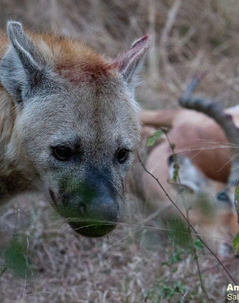 19Amy Leigh Hyaena 1 140721 Final