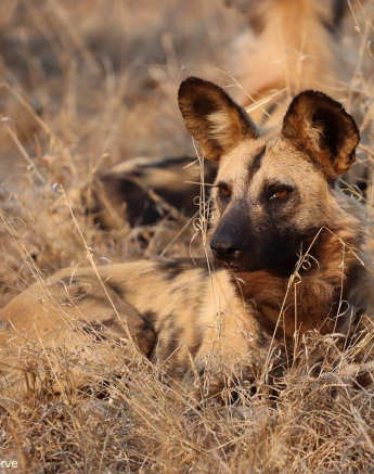 B17Marco Vietti Wild Dog 260821 Final B17Marco Vietti Wild Dog 260821 Final