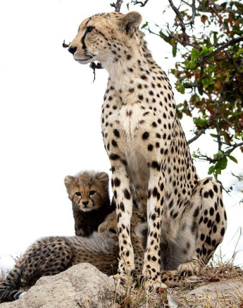 A02Ronald Mutero Cheetah 29092021 3 Final