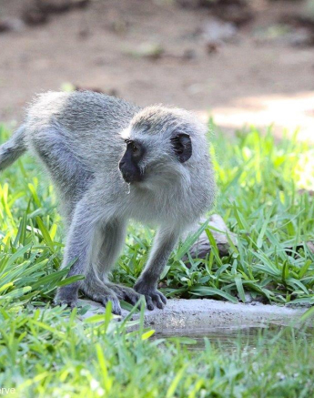 B08Erin Herbst Vervet Monkey 6 031121 Final B08Erin Herbst Vervet Monkey 6 031121 Final