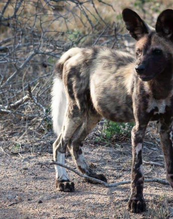 29Kerry Lee Roberg Wild Dogs 251118.3 Final