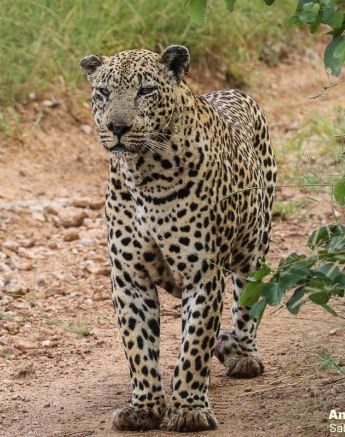 25andries Leopard.xovo 250221 1 FINAL 25andries Leopard.xovo 250221 1 FINAL
