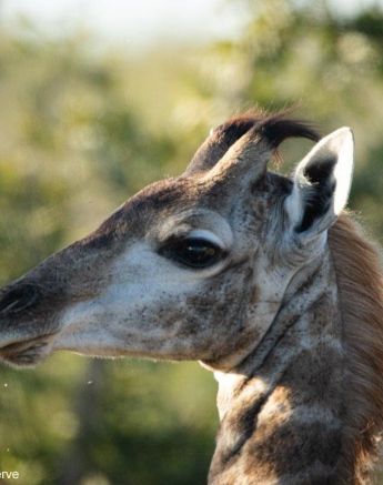 A29Coenraad Stapelberg Giraffe 200722 2 Final A29Coenraad Stapelberg Giraffe 200722 2 Final