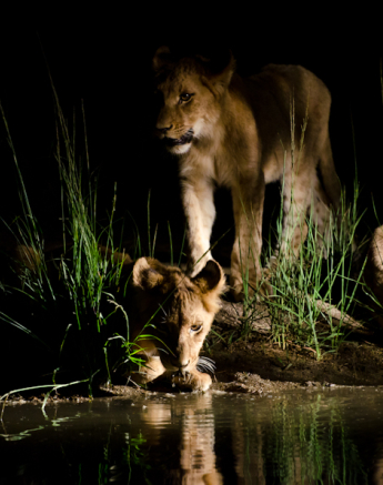 Southern Pride Drinking 2 Southern Pride Drinking 2