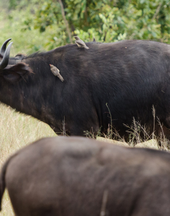 Buffalo Birth 2 Buffalo Birth 2