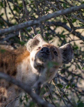 Mahlathini And Hyena 2 Mahlathini And Hyena 2