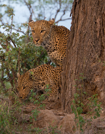 Mandleve And Lisben Mating Grant Rodewijk Mandleve And Lisben Mating Grant Rodewijk