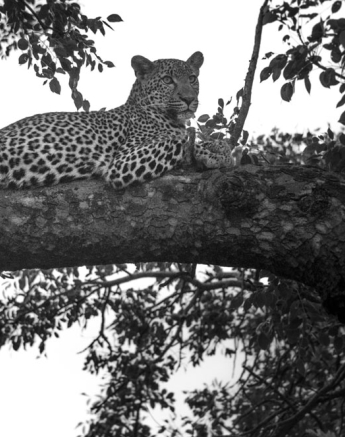 Photo Steve Tortilis2