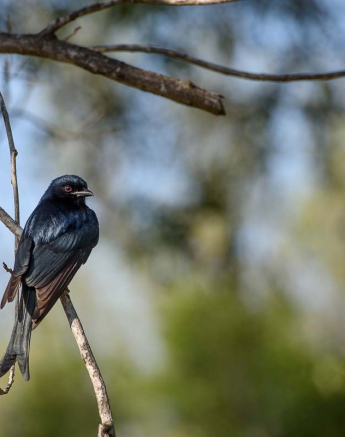 02Mike Palmer Fork Tailed Drongo 02Mike Palmer Fork Tailed Drongo
