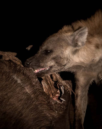 15Buffalo Carcass Pravir 1 15Buffalo Carcass Pravir 1
