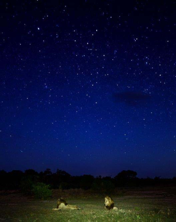 15Mike Palmer Lions Stars 020116 1