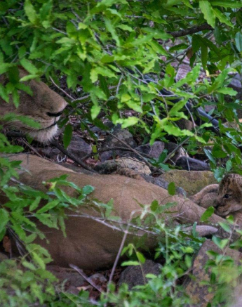 16Courtney Dalziel Sp Cubs 2