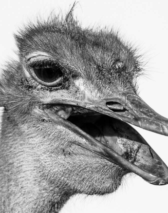04Franscois Rosslee Ostrich M 1 04Franscois Rosslee Ostrich M 1