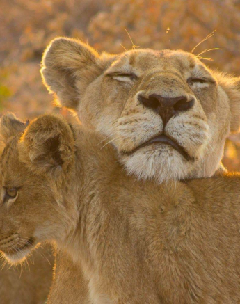 24Dylan Leo Smith Lion Cub And Lioness Winter Sun 4 24Dylan Leo Smith Lion Cub And Lioness Winter Sun 4