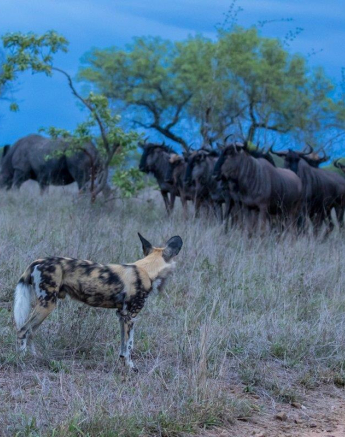 31Kyle 15 Nov Wild Dog Interactions 22 Final 31Kyle 15 Nov Wild Dog Interactions 22 Final